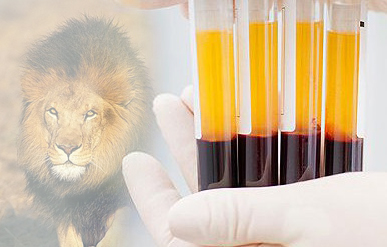Meling Biomedical aide la pérennité de l'espèce de lion d'Afrique
